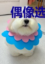 偶像选秀图鉴