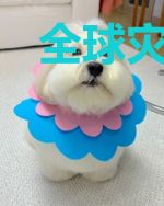 全球灾变开局就送校花