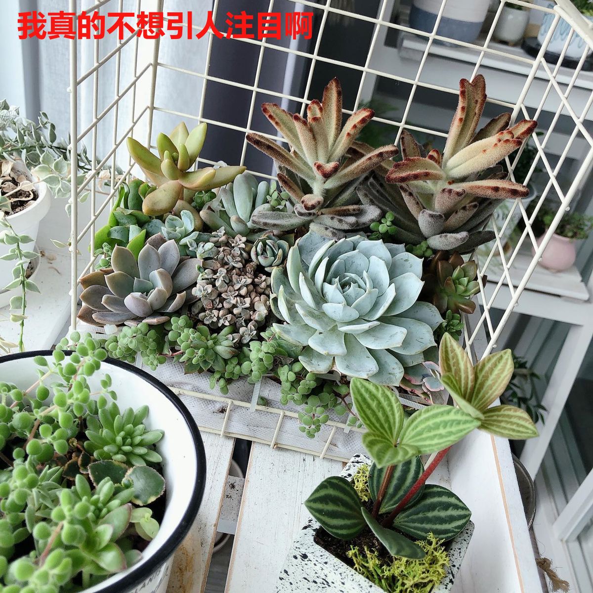 我真的不想引人注目啊