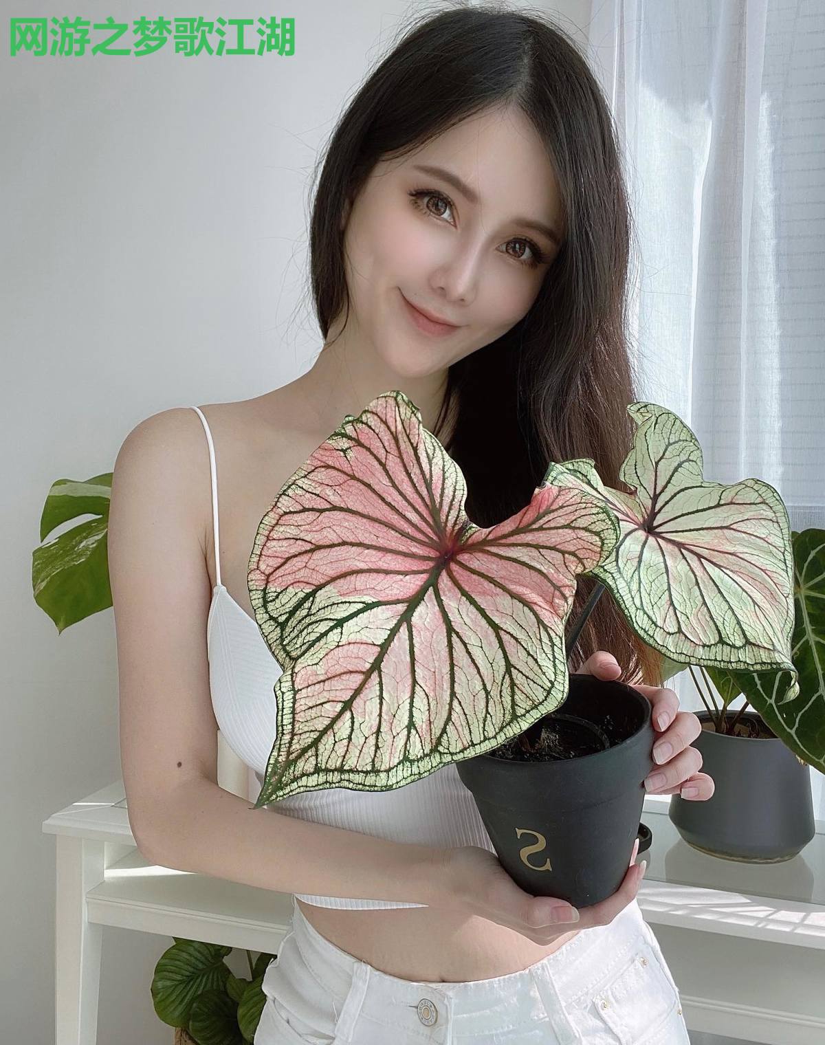 网游之梦歌江湖
