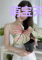 萌宝天降:给妈咪找个总裁